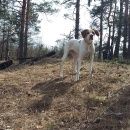 Подробнее об объявлении «Нижний Новгород Пропала собака» Фото: пропала собака Пойнтер «Нижний Новгород Пропала собака» в г. Нижний Новгород
