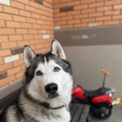 Подробнее об объявлении «Армавир Пропала собака кобель по кличке ларс» Фото: пропала собака Сибирская хаски «Армавир Пропала собака кобель по кличке ларс» в г. Армавир