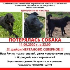 Подробнее об объявлении «Пропала собака кобель Москва» Фото: пропала собака  «Пропала собака кобель Москва» в г. Москва