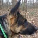Подробнее об объявлении «Воронеж Пропала собака» Фото: пропала собака Восточно-европейская овчарка «Воронеж Пропала собака» в г. Воронеж