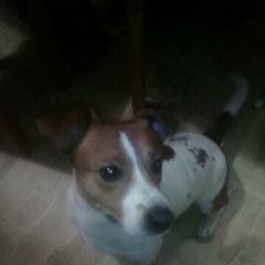 Подробнее об объявлении «Пропала собака кобель помогите найти район струги красные Струги-Красные» Фото: пропала собака Джек рассел терьер «Пропала собака кобель помогите найти район...» в г. Струги-Красные