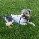 Подробнее об объявлении «Анапа Пропала собака кобель йорк» Фото: пропала собака Йоркширский терьер «Анапа Пропала собака кобель йорк» в г. Анапа