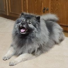 Подробнее об объявлении «Пропала собака очень нужна помощь Нарофоминск» Фото: пропала собака  «Пропала собака очень нужна помощь Нарофоминск» в г. Нарофоминск