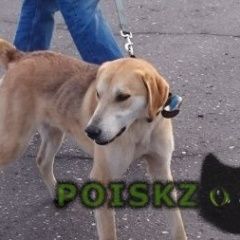 Подробнее об объявлении «Ярославль Пропала собака кобель» Фото: пропала собака  «Ярославль Пропала собака кобель» в г. Ярославль
