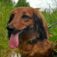 Подробнее об объявлении «Волоколамск Пропала собака рыжая длинношерстная такса» Фото: пропала собака Такса «Волоколамск Пропала собака рыжая длинношерстная...» в г. Волоколамск