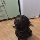 Подробнее об объявлении «Пропала собака кобель лабрадор Симферополь» Фото: пропала собака Лабрадор ретривер «Пропала собака кобель лабрадор Симферополь» в г. Симферополь