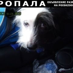 Подробнее об объявлении «Пропала собака кобель Ульяновск» Фото: пропала собака  «Пропала собака кобель Ульяновск» в г. Ульяновск