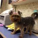 Подробнее об объявлении «Пропала собака Пермь» Фото: пропала собака Йоркширский терьер «Пропала собака Пермь» в г. Пермь