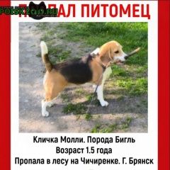 Подробнее об объявлении «Пропала собака Брянск» Фото: пропала собака Бигль «Пропала собака Брянск» в г. Брянск