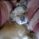 Подробнее об объявлении «Энгельс Пропала собака кобель» Фото: пропала собака Кламбер-спаниель «Энгельс Пропала собака кобель» в г. Энгельс