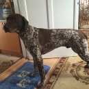 Подробнее об объявлении «Тула Пропала собака кобель» Фото: пропала собака Курцхаар «Тула Пропала собака кобель» в г. Тула