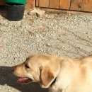 Подробнее об объявлении «Анапа Пропала собака кобель лабрадор в районе сукко» Фото: пропала собака Лабрадор ретривер «Анапа Пропала собака кобель лабрадор в районе...» в г. Анапа