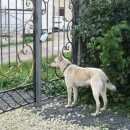 Подробнее об объявлении «Гатчина Пропала собака кобель» Фото: пропала собака  «Гатчина Пропала собака кобель» в г. Гатчина