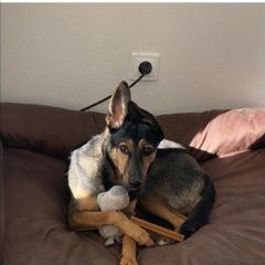 Подробнее об объявлении «Пропала собака Санкт-Петербург» Фото: пропала собака  «Пропала собака Санкт-Петербург» в г. Санкт-Петербург