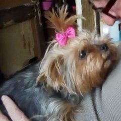 Подробнее об объявлении «Пропала собака Санкт-Петербург» Фото: пропала собака Йоркширский терьер «Пропала собака Санкт-Петербург» в г. Санкт-Петербург