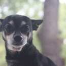 Подробнее об объявлении «Челябинск Пропала собака кобель той-терьер» Фото: пропала собака Той-терьер «Челябинск Пропала собака кобель той-терьер» в г. Челябинск