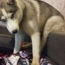 Подробнее об объявлении «Подольск Пропала собака кобель» Фото: пропала собака Сибирская хаски «Подольск Пропала собака кобель» в г. Подольск