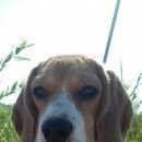 Подробнее об объявлении «Пропала собака порода бигль Санкт-Петербург» Фото: пропала собака Бигль «Пропала собака порода бигль Санкт-Петербург» в г. Санкт-Петербург