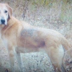 Подробнее об объявлении «Орехово-Зуево Пропала собака просьба помочь найти» Фото: пропала собака  «Орехово-Зуево Пропала собака просьба помочь найти» в г. Орехово-Зуево