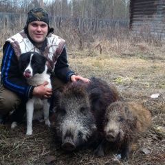 Подробнее об объявлении «Подольск Пропала собака» Фото: пропала собака  «Подольск Пропала собака» в г. Подольск