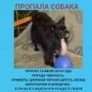 Подробнее об объявлении «Королев Пропала собака кобель» Фото: пропала собака Чихуахуа «Королев Пропала собака кобель» в г. Королев