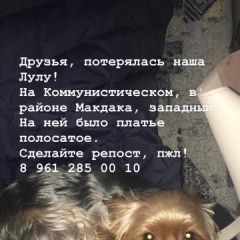 Подробнее об объявлении «Ростов-на-Дону Пропала собака йорк мини девочка» Фото: пропала собака Йоркширский терьер «Ростов-на-Дону Пропала собака йорк мини девочка» в г. Ростов-на-Дону