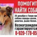 Подробнее об объявлении «Пропала собака 4.5 месяца назад Тверь» Фото: пропала собака Колли «Пропала собака 4.5 месяца назад Тверь» в г. Тверь