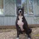 Подробнее об объявлении «Челябинск Пропала собака потерялась собака-зовут дана» Фото: пропала собака Американский стаффордширский терьер «Челябинск Пропала собака потерялась...» в г. Челябинск