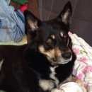 Подробнее об объявлении «Электроугли Пропала собака кобель» Фото: пропала собака  «Электроугли Пропала собака кобель» в г. Электроугли