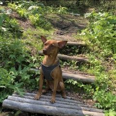 Подробнее об объявлении «Пропала собака кобель пинчер-метис родли Южно-Сахалинск» Фото: пропала собака  «Пропала собака кобель пинчер-метис родли...» в г. Южно-Сахалинск