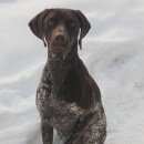 Подробнее об объявлении «Нарофоминск Пропала собака убежала собака, порода курцхаар» Фото: пропала собака Курцхаар «Нарофоминск Пропала собака убежала собака,...» в г. Нарофоминск