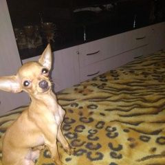 Подробнее об объявлении «Ангарск Пропала собака кобель тойчик, мальчик 4 года.» Фото: пропала собака Той-терьер «Ангарск Пропала собака кобель тойчик, мальчик 4...» в г. Ангарск