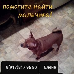 Подробнее об объявлении «Пропала собака кобель очень прошу помощи Самара» Фото: пропала собака Той-терьер «Пропала собака кобель очень прошу помощи Самара» в г. Самара