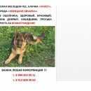 Подробнее об объявлении «Челябинск Пропала собака кобель   немецкая овчарка» Фото: пропала собака Немецкая овчарка «Челябинск Пропала собака кобель   немецкая овчарка» в г. Челябинск