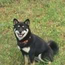 Подробнее об объявлении «Троицк Пропала собака убежала девочка породы сиба ину» Фото: пропала собака  «Троицк Пропала собака убежала девочка породы...» в г. Троицк