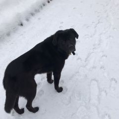 Подробнее об объявлении «Санкт-Петербург Пропала собака кобель» Фото: пропала собака Лабрадор ретривер «Санкт-Петербург Пропала собака кобель» в г. Санкт-Петербург