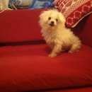 Подробнее об объявлении «Фирсановка Пропала собака кобель» Фото: пропала собака  «Фирсановка Пропала собака кобель» в г. Фирсановка