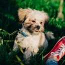 Подробнее об объявлении «Воронеж Пропала собака кобель» Фото: пропала собака Ши-тцу «Воронеж Пропала собака кобель» в г. Воронеж