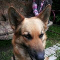 Подробнее об объявлении «Подольск Пропала собака кобель срочно» Фото: пропала собака Восточно-европейская овчарка «Подольск Пропала собака кобель срочно» в г. Подольск