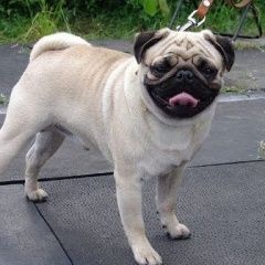 Подробнее об объявлении «Пропала собака кобель Набережные Челны» Фото: пропала собака Мопс «Пропала собака кобель Набережные Челны» в г. Набережные Челны