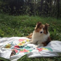 Подробнее об объявлении «Пропала собака шелти нижегородская область Красные Баки» Фото: пропала собака Шелти «Пропала собака шелти нижегородская область...» в г. Красные Баки