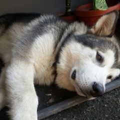 Подробнее об объявлении «Пропала собака кобель  Владикавказ» Фото: пропала собака Аляскинский маламут «Пропала собака кобель  Владикавказ» в г. Владикавказ