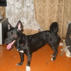 Подробнее об объявлении «Воркута Пропала собака» Фото: пропала собака  «Воркута Пропала собака» в г. Воркута