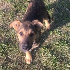 Подробнее об объявлении «Пропала собака кобель Троицк» Фото: пропала собака  «Пропала собака кобель Троицк» в г. Троицк