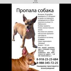 Подробнее об объявлении «Краснодар Пропала собака кобель» Фото: пропала собака Русский той-терьер «Краснодар Пропала собака кобель» в г. Краснодар