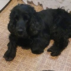 Подробнее об объявлении «Пропала собака 4.01 спаниель черный с хвостом Орехово-Зуево» Фото: пропала собака Русский охотничий спаниель «Пропала собака 4.01 спаниель черный с хвостом...» в г. Орехово-Зуево