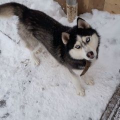 Подробнее об объявлении «Пропала собака кобель Кемерово» Фото: пропала собака Сибирская хаски «Пропала собака кобель Кемерово» в г. Кемерово
