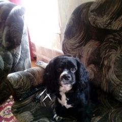 Подробнее об объявлении «Добруш Пропала собака кобель» Фото: пропала собака Американский кокер-спаниель «Добруш Пропала собака кобель» в г. Добруш