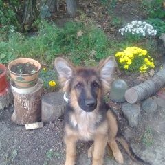 Подробнее об объявлении «Симферополь Пропала собака кобель» Фото: пропала собака Немецкая овчарка «Симферополь Пропала собака кобель» в г. Симферополь