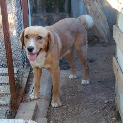 Подробнее об объявлении «Симферополь Пропала собака кобель метис лабрадора» Фото: пропала собака  «Симферополь Пропала собака кобель метис лабрадора» в г. Симферополь
